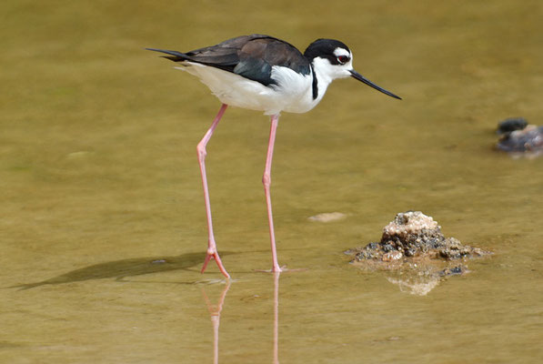 Amerikanischer Stelzenläufer, Black-necked stilt, Himantopus mexicanus