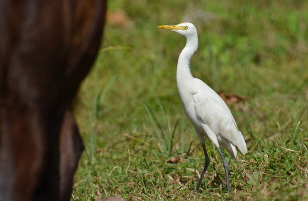 KUHREIHER, CATTLE EGRET, BUBULCUS IBIS