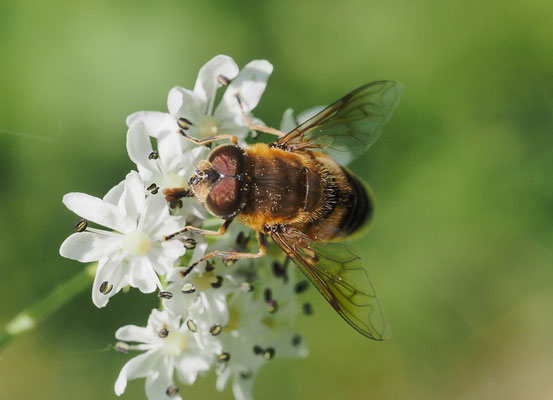 GEBIRGS-KEILFLECKSCHWEBFLIEGE, ERISTALIS JUGORUM