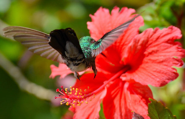 BLAUSCHWANZSMARAGDKOLIBRI, BLUE-TAILED EMERALD, CHLOROSTILBON MELLISUGUS
