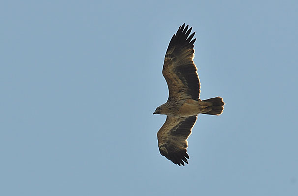 KAISERADLER, IMPERIAL EAGLE, AQUILA HELIACA