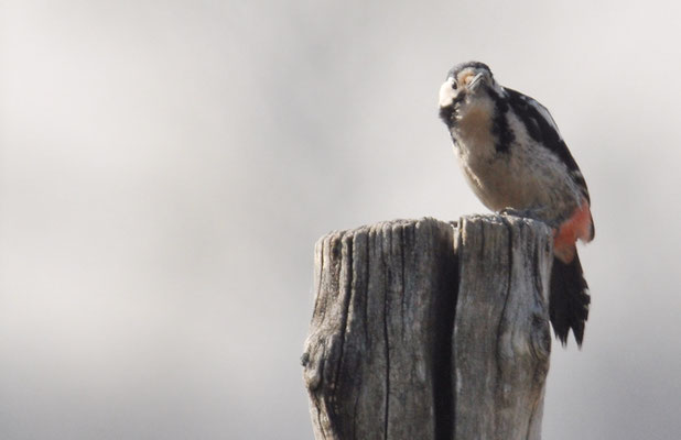 BLUTSPECHT, SYRIAN WOODPECKER, DENDROCOPUS SYRIACUS