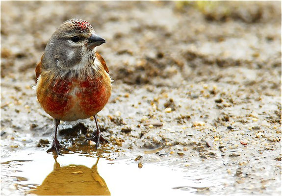 HÄNFLING, LINNET, CARDUELIS CANNABINA