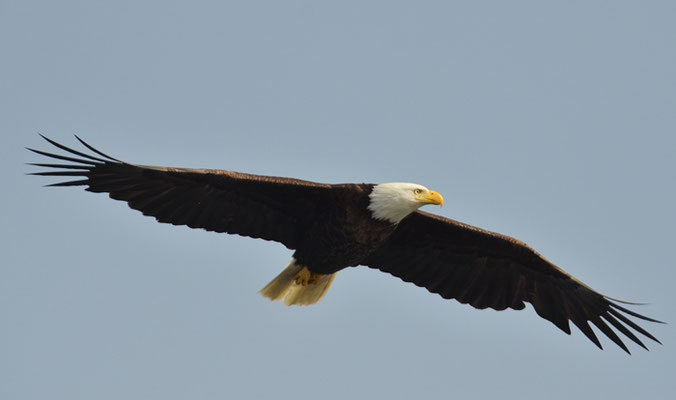 WEISSKOPFSEEADLER, BALD EAGLE,  HALIAEETUS LEUCOCEPHALUS