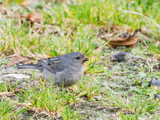 Schlichtsamenfresser, Plain-colored Seedeater - Catamenia inornata