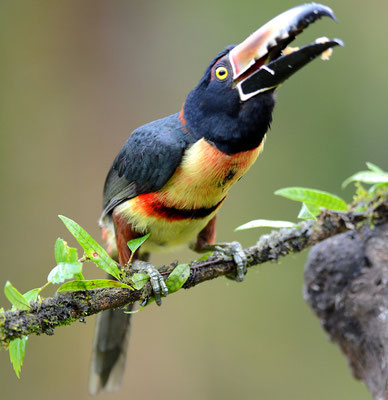 HALSBANDARASSARI, COLLARED ARACARI, PTEROGLOSSUS TORQUATUS