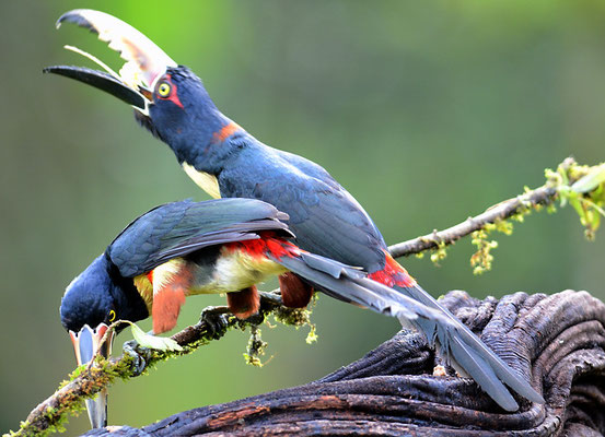 HALSBANDARASSARI, COLLARED ARACARI, PTEROGLOSSUS TORQUATUS