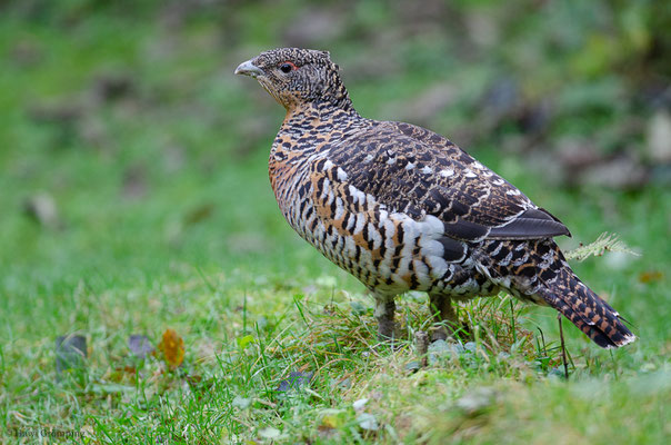 AUERHUHN, CAPERCAILLIE, TETRAO UROGALLUS