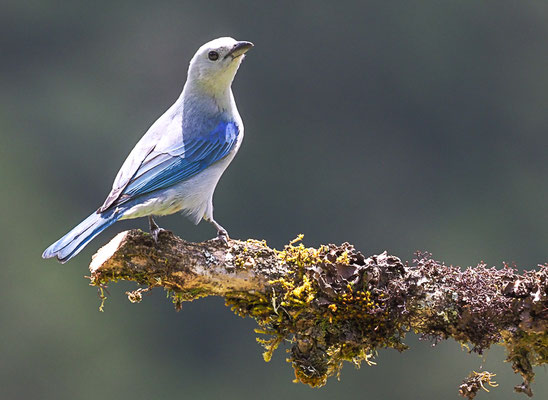 BLAUTANGARE (BISCHOFSTANGARE), BLUE-GRAY TANAGER, THRAUPIS EPISCOPUS