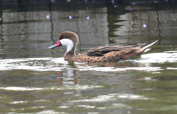 BAHAMAENTE, WHITE-CHEEKED PINTAIL, ANAS BAHAMENSIS