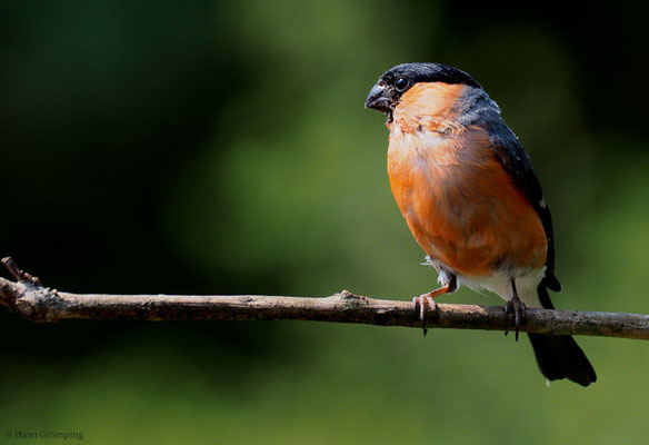 DOMPFAFF, BULLFINCH. PYRRHULA PYRRHULA