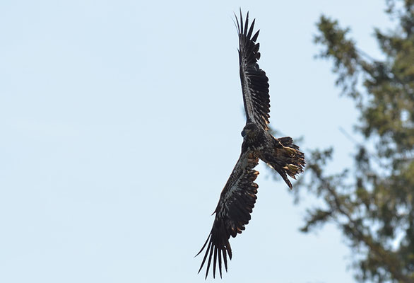 WEISSKOPFSEEADLER, BALD EAGLE,  HALIAEETUS LEUCOCEPHALUS