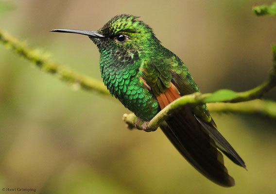 STREIFENSCHWANZKOLIBRI, STRIPE-TAILED HUMMINGBIRD, EUPHERUSA EXIMIA