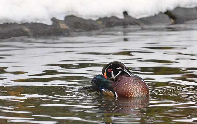 BRAUTENTE, WOOD-DUCK, AIX SPONSA