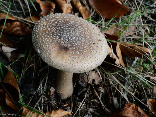 Grauer Wulstling - Amanita excelsa