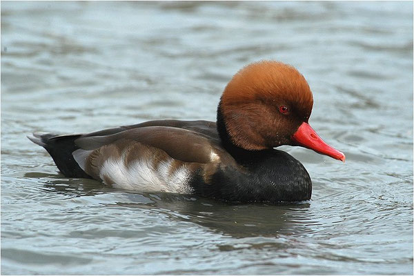 KOLBENENTE, RED-CRESTED POCHARD, NETTA RUFINA