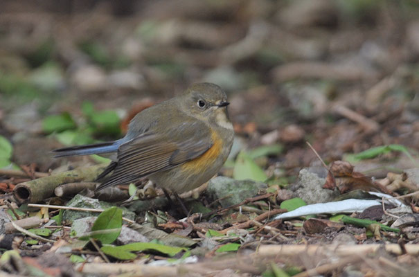 BLAUSCHWANZ, RED-FLANKED BLUETAIL, TARSIGER CYANURUS