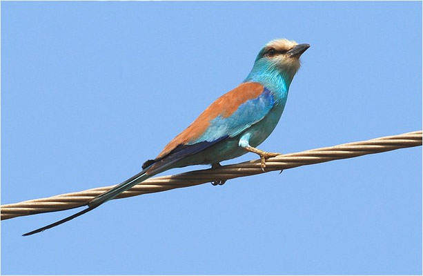 SENEGALRACKE, ABYSSINIAN ROLLER, CORACIAS ABYSSINIICA