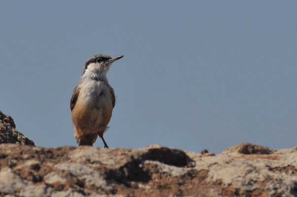 FELSENKLEIBER, ROCK NUTHATCH, SITTA NEUMAYER