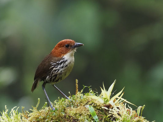 ROSTKAPPEN-AMEISENPITTA, CHESTNUT-CROWNED ANTPITTA - GRALLARIA RUFICAPILLA