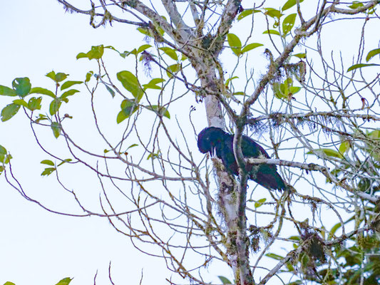 LANGLAPPEN-SCHIRMVOGEL, LONG-WATTLED UMBRELLABIRD - CEPHALOPTERUS PENDULIGER