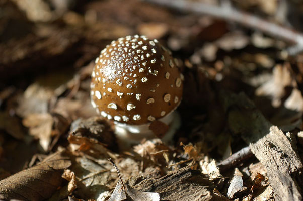 Pantherpilz - Amanita pantherina