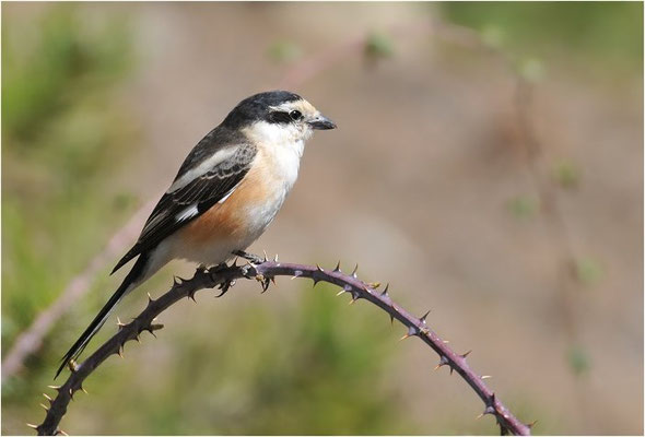MASKENWÜRGER, MASKED SHRIKE, LANIUS NUBICUS