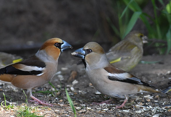 KERNBEISSER, HAWFINCH, COCCOTHRAUSTES  COCCOTHRAUSTES