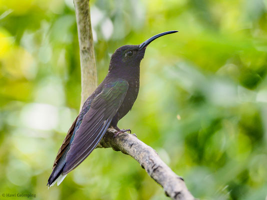 VIOLETTDEGENFLÜGEL, VIOLET SABREWING, CAMPYLOPTERUS HEMILEUCURUS