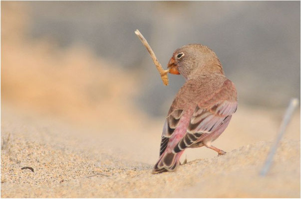 WÜSTENGIMPEL, TRUMPETER FINCH, BUCANETES GITHAGINEUS