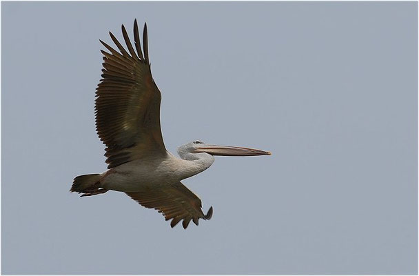 RÖTELPELIKAN, PINK-BACKED PELICAN, PELECANUS RUFESCENS