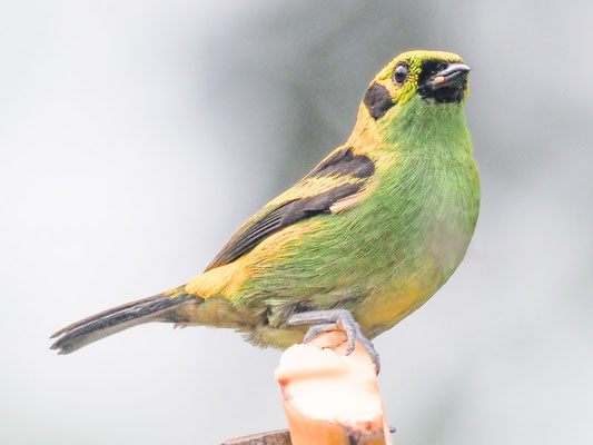 Smaragdtangare, Emerald Tanager - Tangara florida