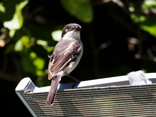 FISKALWÜRGER, COMMON FISCAL, LANIUS COLLARIS