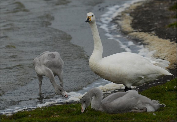 SINGSCHWAN, WHOOPER SWAN, CYGNUS CYGNUS