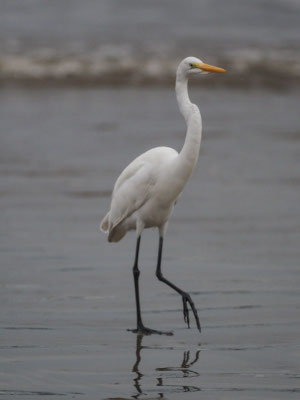 SILBERREIHER, GREAT EGRET - ARDEA ALBA