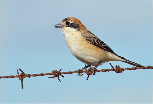 ROTKOPFWÜRGER, WOODCHAT SHRIKE, LANIUS SENATOR
