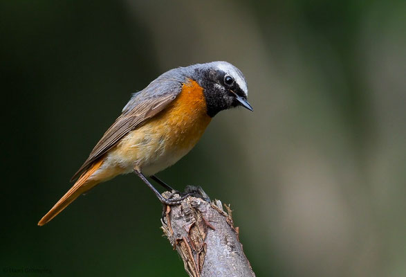 GARTENROTSCHWANZ, COMMON REDSTART, PHOENICURUS PHOENICURUS