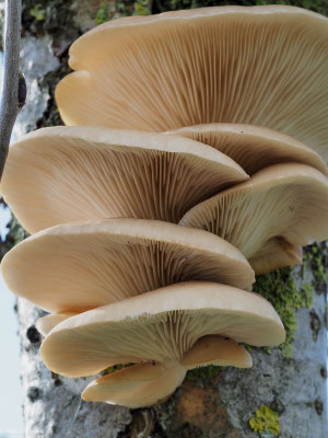 Austern-Seitling - Pleurotus ostreatus
