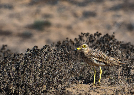 TRIEL, THICKKNEE, BURHINUS OEDICNEMUS