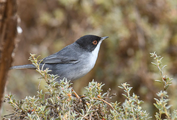 SAMTKOPFGRASMÜCKE, SARDINIAN WARBLER, SYLVIA MELANOCEPHALA
