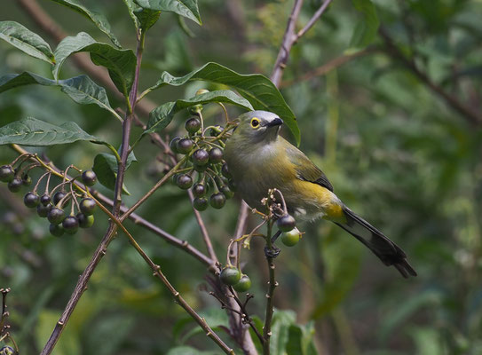 LANGSCHWANZ-SEIDENSCHNÄPPER, LONG-TAILED SILKY FLYCATCHER, PTILOGONYS CAUDATUS