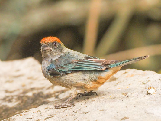 Rotscheiteltangare, Scrub Tanager - Tangara vitriolina