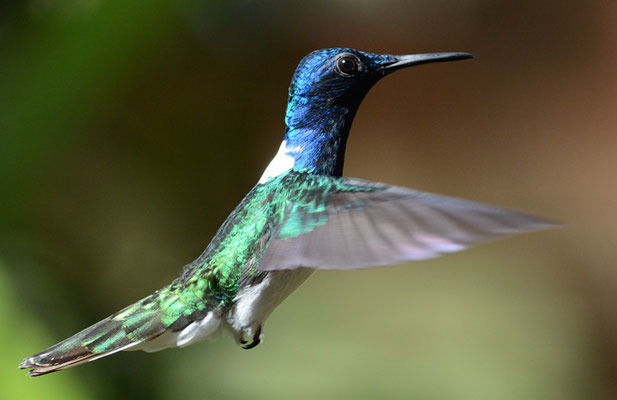 WEISSNACKENKOLIBRI, WHITE-NECKED JACOBIN, FLORISUGA MELLIVORA