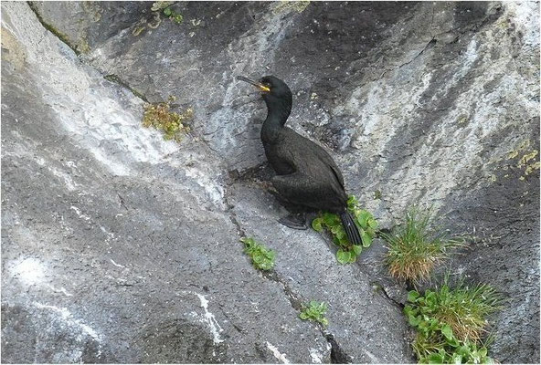 KRÄHENSCHARBE, SHAG, PHALACROCORAX ARISTOTELIS