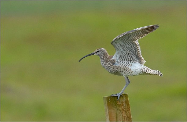 REGENBRACHVOGEL, WHIMBREL, NUMENIUS PHAEOPUS