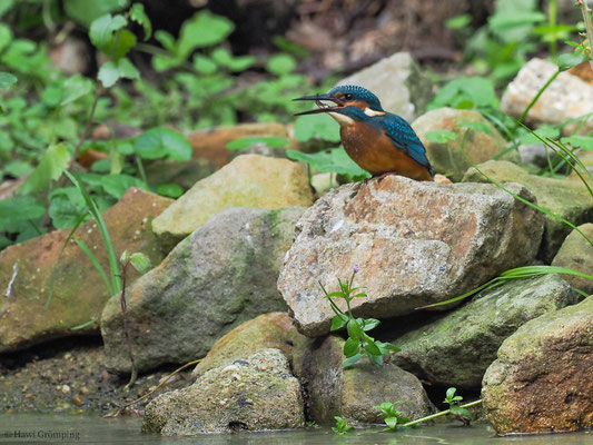EISVOGEL, COMMON KINGFISHER, ALCEDO ATTHIS