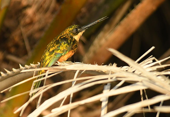 ROTSCHWANZGLANZVOGEL (JACAMAR), RUFOUS-TAILED JACAMAR, GALBULA RUFICAUDA