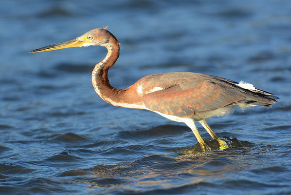 DREIFARBENREIHER, TRICOLORED HERON, EGRETTA TRICOLOR