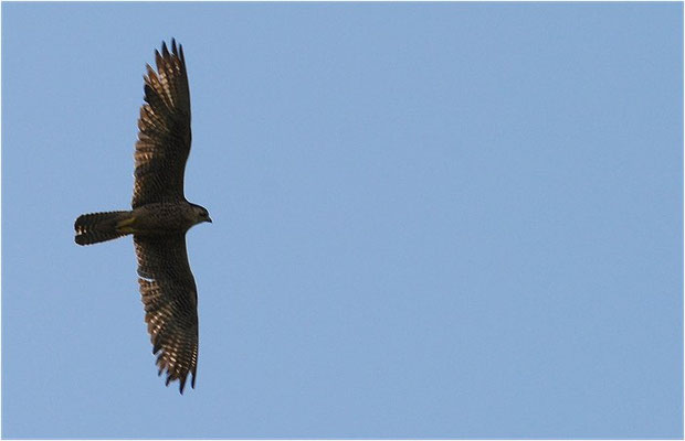 LANNER, LANNER FALCON, FALCO BIARMICUS