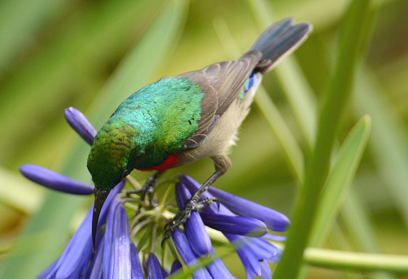 BLAUBANDNEKTARVOGEL, SOUTHERN DOUBLE-COLLARED SUNBIRD, CINNYRIS CHALYBEUS
